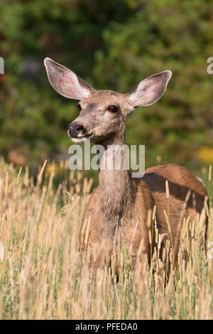 Weibliche Rehe, Eingang Ost des Yellowstone National Park Stockfoto