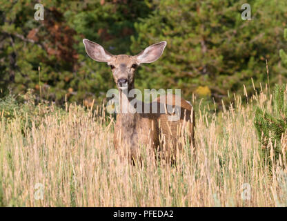 Weibliche Rehe, Eingang Ost des Yellowstone National Park Stockfoto