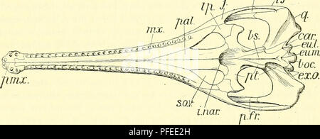 . Ein beschreibender Katalog der marinen Reptilien des Oxford clay. Auf dem Leeds Sammlung im British Museum (Natural History), London... Reptilien, Fossil. STENEOSATJKUS. 83 Der größte Teil der Vereinigten premaxillse ist gegenüber der Alveolen der vierten Paar Zähne. Dahinter gibt es eine lange diastema, konkav von Vor rückwärts und überquerte am Ende die MUND-KIEFER-premaxillary Naht; der Kiefer ist etwas an dieser Stelle eingeengt. Die Oberfläche des premaxillse wird in der Regel durch eine Skulptur von vermiculit Rillen markiert. Die maxillce (Mx) sind sehr große Knochen f Stockfoto