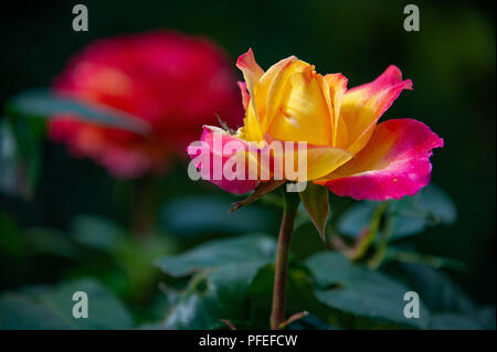 Gelb und rosa Rose. Mehrfarbige Hybride Rose. Stockfoto