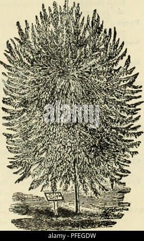 . Beschreibender Katalog der Hart-Pionier Baumschulen. Baumschulen (Gartenbau) Kansas Kataloge; Baumschulen Kansas Kataloge; Obstbäume Sämlinge Kataloge; Zierbäume Kataloge; Obst; Blumen Kataloge Kataloge. Von Obst, Zierpflanzen usw. 47 Esche (Fraxinus '^. [Kuropeao Excelstoi]. Eine erhabene Baum mit gefiederten Blättern und Verbreitung Kopf, (iold Bellte [Aurea). Wachstum irregHlar; sehr dekorative im Winter. [YXaxierlng Eurofians Ornus). Ein sehr ornatnental Zwerg Baum; Blüte fringe wie, grünlich-weiße, frühe i.e. Juni; in großen Clustern öl Ende der Äste. [Willow-Leafed Salici/Olia] Stockfoto