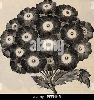 Dieser Katalog einer kalifornischen Baumschule bietet detaillierte Informationen über verschiedene Zierpflanzen und Obstbäume, einschließlich Preisen und Beschreibungen. Sie beherbergt eine Vielzahl von Arten wie Trauerasche, Lila-Laub-Buche und Schnittlauge Trauerbirke. Stockfoto