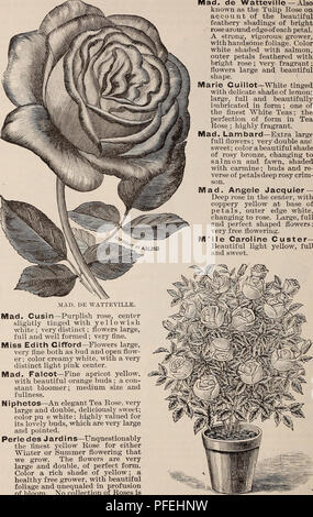 . Beschreibender Katalog der Obst- und Zierbäume, Evergreens, Weinreben, Sträucher, Zwiebeln, etc.. Baumschulen (Gartenbau) Ohio Kataloge; Bäume Kataloge; Baumschulen Kataloge. 63 TFIE speichert &Amp; HARRISOX.de Katalog. Mad.de Watteville - Auch als die Tulpe Rose bekannt wegen der schönen federartigen Schattierungen von hell • Rose Rand um jedes Blütenblatt. Eine starke, kräftige Züchter, mit stattlichen Laub. Farbe weiß schattiert mit Lachs, äußere Blütenblätter gefiederten mit hellen Rose; Sehr f ragrq, nt; Blumen große und schöne Form. Marie Cuillot-weiß gefärbten mit zarten Schatten der Zitrone; Stockfoto