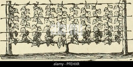 . Beschreibender Katalog der Obst- und Zierbäume Trauben, Rosen, Sträucher, usw., usw.. Obstbäume und Ziergehölze Kataloge Kataloge; Kletterpflanzen Kataloge; Baumschulen Kataloge. Trauben. 29 Pruiiing", - Jährliche und sorgfältigen Schnitt ist notwendig für die Produktion von guten Trauben. Wenn die Wurzeln aufgerufen, zu viel Holz zu unterstützen, können Sie nicht zu den Zinken maturit} - eine Ernte von Obst. Die Beschneidung shoidd im November, Dezember, Februar oder März, während die Reben völlig schlafend sind. Ausbildung Reben. - Es gibt viele Methoden der Ausbildung Weinreben, sondern als trel-lises sind mehr gen Stockfoto