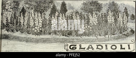 . Beschreibender Katalog der Obst- und Zierbäumen, Sträuchern, Reben, kleine Früchte, &Amp; c. Baumschulen (Gartenbau) Pennsylvania Kataloge; Obstbäume Sämlinge Sämlinge Kataloge Kataloge; Beeren; Pflanzen, Zierpflanzen Kataloge; Bäume Sämlinge Kataloge; Blumen Samen Kataloge. Die WM. H. DES MONDES CO beschreibenden Katalog. 39. Besondere LISTE DER GLADIOLEN. Die gladiolen ist einer der schönsten Sommer - floverin 2: Glühlampen und wird zunehmend in der Popularität in dififerent Teilen der Welt. Dieser Anstieg in der öffentlichen Gunst ist nur durch die wunderbare Verbesserung der Blumen übertroffen Stockfoto