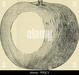 . Beschreibender Katalog der Südlichen und akklimatisiert Obst- und Zierbäume, Weinreben, Evergreens, Stauden, Rosen, etc.: gepflegt und zum Verkauf. Ix. Gelbe Wald.- (Wild Apple.) Gelb Forcftt. Tlii." vavii' ty I.s. endliche ein oconee Ökologisierung. Herkunft, (Joorgia: Iiie - plienoiiionon Kranke die Geschichte der Apple. riitim greenisli zu groß, gelb, klar die "Gelben Wald" wurde gefunden, Wachsen - und sehr aromatische: Oktober bis Fehru-wild in tlie natürlichen Wald ing unter einem V iry, der clnster linshes, vom Kapitän Joe Winston, Robinson's Sttpert). Frucht groß, Fleisch von Jiossierparisli. La. in I Stockfoto