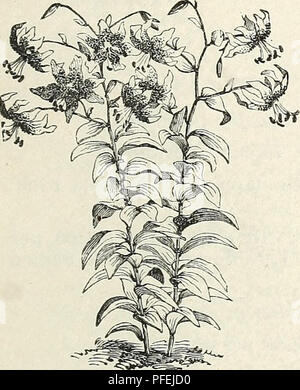 . Beschreibender Katalog von Zierbäumen, Sträuchern, winterharte Stauden, etc.: twenty-fifth Edition. Ziergehölze Sträucher Kataloge Kataloge;;; Blumen Rosen Kataloge Kataloge. LILIUM LONGIFLORUM. Ti, lancifolium rubriini. Weiß, gefleckt mit Crimson. 25 Cents. Ij. Tigrinum. Tiger Lily. Orange Lachs, gefleckt Schwarz. 20 Cent. L. tigrinuin Flore pleno. Blumen doppelt, orange rot, getupft mit Schwarz. 25 Cents. L. tigrinum splenclens. Größer und feiner als die des Art. 25 Cents. Li. unibellatuni. Vivid orange, beschmutzt. 15 Cent. var. atrosanguineum. 15 Cent. Sonstiges LAMPEN FÜR Stockfoto