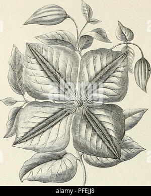 . Beschreibender Katalog von Zierbäumen, Sträuchern, winterharte Stauden, etc.: twenty-fifth Edition. Ziergehölze Sträucher Kataloge Kataloge;;; Blumen Rosen Kataloge Kataloge. 94 KLLWANOER &Amp; BARRY'S KATALOG.. Blume der CLEMATIS JACKMAKXI. 0/2 NATURAii Größe.) C. Lady Caroline Xeville (cripps). French White, mit lila Bars. ; Ich. 50. C. laiiug" inosa caudida (Lemoine). Grau-weiß; in Ordnung. $ 1.50. C. La^ vsoniana. Große, Rosa Lila, dunklere Adern. $ 1.50. C. Otto Frtiebel (Lemolne). Grau-weiß; sehr groß. $ 2,00. Abschnitt 4. Vitieella Typ. Sorten Avhich Blüte im Sommer und aut Stockfoto