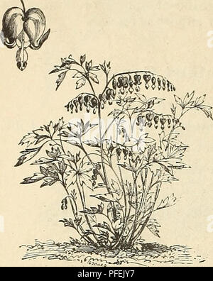Dieser Katalog bietet einen umfassenden Leitfaden zu Zierpflanzen und enthält detaillierte Informationen zu Arten wie Dictamnus (Fraxinella) und Digitalis (Foxglove). Es enthält Beschreibungen ihres Aussehens, ihrer Blütezeit und ihrer Eignung für Gärten. Stockfoto