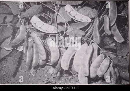 . Einen beschreibenden Katalog von Gemüse für die Konserven- und schnelle einfrieren. 10 assoziierten SAATGUTVERMEHRER, INC. LIMA BEANSâContinued Länge von pod Zoll â FORDHOOK BUSH • 4 Große gesäte Kartoffel lima Art. Anlage groß sehr empfindlich auf Umwelt, hoch produktiv. Hülsen gerade, lange, mit dichten faserigen Wände; 3-4 große, dicke - ovale Bohnen von ausgezeichneter Qualität enthalten. Trockene Bohnen Weiß mit einem Hauch von Grün: 20 pro Unze. Breite des pod Zoll â FORDHOOK, ASGROW SORTE, konzentriert.... In unserem Milpitas, Kalifornien, Station gezüchtet. Deutlich von der alten ditterent Fordhook in die Hülsen konzentriert sind nicht Onl Stockfoto