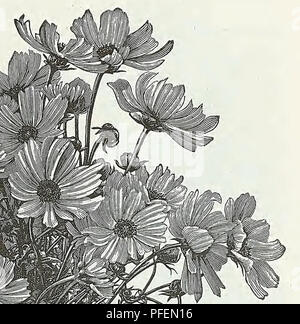. Beschreibender Katalog der Gemüse, Blumen und Samen. Baumschulen (Gartenbau); Baumschulen; Samen; Glühlampen (Pflanzen); Gartenbau; Ausrüstungen und Zubehör; pflanzen; Weeber & Amp; Don. Mais Centaurea Cyanus Flower DIGITALIS, Fingerhut DAHLIE dieses beliebte Blume einfach aus Samen zu ziehen kann und blühenden der gleichen Jahreszeit. Die Wurzeln sollten in trockenem Sand gelegt werden und in einem Keller, wo es keinen Frost im Winter. H. S. Extra Wahl gemischt, verdoppeln. Von einem herrlichen Sammlung. Pkt. 15 C. Gut gemischt, verdoppeln. Von standard sortiert gespeichert. Pkt. 10 c Cactus. Doppelte Wahl gemischt. Pkt. Stockfoto