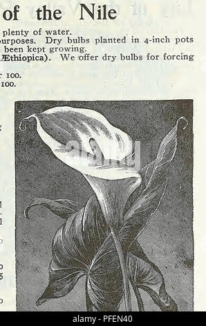 . Beschreibender Katalog der Gemüse, Blumen und Samen. Baumschulen (Gartenbau); Baumschulen; Samen; Glühlampen (Pflanzen); Gartenbau; Ausrüstungen und Zubehör; pflanzen; Weeber & Amp; Don. 12 WEEBER & Amp; DON, 114 Chambers Street, NEW YORK, Maiglöckchen Pips (bereit für die Lieferung im November) Die Lilie des Tales ist eine der am meisten benutzen - ful und bewunderte Anlagen gewachsen; der bescheidene glockenförmigen Blüten in reinstem Weiß hoch zum Schneiden von Zwecke geschätzt werden, und für die Blüte in Töpfen im Winter Sie sind außerordentlich gut angepasst und dauern mehrere Wochen in Schönheit. Durch die Th Stockfoto