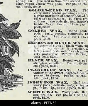 . Beschreibender Katalog der Gemüse, Blumen und Samen. Baumschulen (Gartenbau); Baumschulen; Samen; Glühlampen (Pflanzen); Gartenbau; Ausrüstungen und Zubehör; pflanzen; Weeber & Amp; Don. Pol Limabohnen von dreer. Deutsch, Rothe Buben. - Französisch^ Betierave. - Sii&amp; nibh., remolacha. Einen o | Ince wird Sau 100 Fuß bohren. Einen tiefen, reichen und eher leichte Böden, die zuvor gut gedüngt worden ist, ist am besten geeignet für beel Kultur. Für Versorgung, Leistungsbeschreibung, sobald die Masse in Ordnung ist, Bohrer ein Fuß auseinander und zwei Zoll tief. Für die Hauptkultur, säen die zweite Woche im Mai, und für Wi Stockfoto