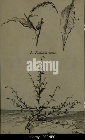 . Beschreibung, vertus et usages de sept Cent dix-neuf Plantes: tant e? trangeres que de nos climats; et de Cent trente-quartre Animaux, en sept Cent trente Planches, Grab? es en Taille-Douce, sur les desseins d?Apre?s Natur, de M. de Gersault, par MM.de Fehrt, Prevost, Duflos, Martinet, &Amp; C. et Bereich? Es suivant l'Ordre du Livre intitule? Mir Matiere? dicale de M. Geoffroy... Materia medica; Heilpflanzen. Pl. ^^ 7. Bitte beachten Sie, dass diese Bilder aus gescannten Seite Bilder, die digital für die Lesbarkeit verbessert haben mögen - Färbung und Aussehen Dieser illustratio extrahiert werden Stockfoto