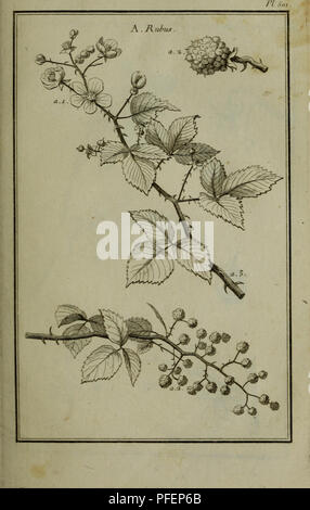 . Beschreibung, vertus et usages de sept Cent dix-neuf Plantes: tant e? trangeres que de nos climats; et de Cent trente-quartre Animaux, en sept Cent trente Planches, Grab? es en Taille-Douce, sur les desseins d?Apre?s Natur, de M. de Gersault, par MM.de Fehrt, Prevost, Duflos, Martinet, &Amp; C. et Bereich? Es suivant l'Ordre du Livre intitule? Mir Matiere? dicale de M. Geoffroy... Materia medica; Heilpflanzen. . Bitte beachten Sie, dass diese Bilder extrahiert werden aus der gescannten Seite Bilder, die digital haben für die Lesbarkeit verbessert - Färbung und Aussehen dieser Abbildungen können n Stockfoto