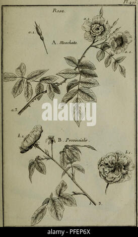 . Beschreibung, vertus et usages de sept Cent dix-neuf Plantes: tant e? trangeres que de nos climats; et de Cent trente-quartre Animaux, en sept Cent trente Planches, Grab? es en Taille-Douce, sur les desseins d?Apre?s Natur, de M. de Gersault, par MM.de Fehrt, Prevost, Duflos, Martinet, &Amp; C. et Bereich? Es suivant l'Ordre du Livre intitule? Mir Matiere? dicale de M. Geoffroy... Materia medica; Heilpflanzen. . Bitte beachten Sie, dass diese Bilder extrahiert werden aus der gescannten Seite Bilder, die digital haben für die Lesbarkeit verbessert - Färbung und Aussehen dieser Abbildungen können n Stockfoto