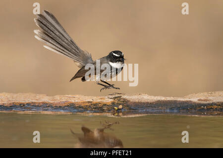 Das Bild der White-throated Fantail (Rhipidura albicollis) wurde im Stadtrand von Bangaluru, Karnataka, Indien genommen Stockfoto