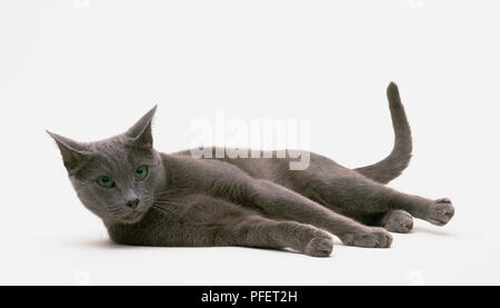 Russisch Blau Katze liegend auf seiner Seite. Stockfoto