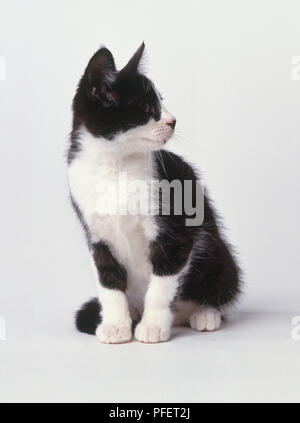 Schwarz-weiße Katze (Felis catus) bis sitzen auf der einen Seite, Vorderansicht Stockfoto