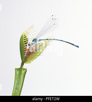 Modell eines Damselfly (Zygoptera) Dionaea muscipula verschlungen durch, Venus Fliegenfalle Stockfoto