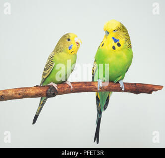 Paar Wellensittiche (Melopsittacus undulatus) auf Zweig, Vorderansicht Stockfoto
