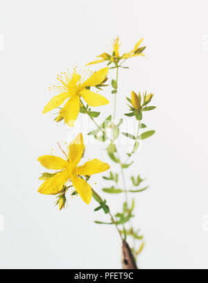 Johanniskraut (Hypericum perforatum), gelbe Blumen mit kleinen schwarzen Drüse Punkte auf Blüten, Knospen und kleinen, ovalen, grüne Blätter mit winzigen durchscheinende Flecken auf dünn Stiele Stockfoto