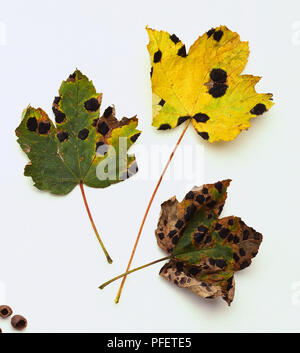Sycamore Blätter von tar Spot angesteckt worden Pilz jedes Blatt mit Anzeichen von schwarzen Flecken und Gelb und Hellgrün Farbe Stockfoto