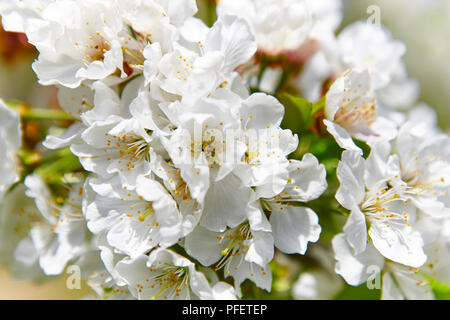 Cherry Blossom Flowers in Monroy Tal, Caceres. Frühling in Spanien Stockfoto