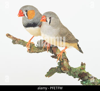 Zwei Zebrafinken (Taeniopygia guttata) hocken auf Zweig Seite an Seite, Seitenansicht Stockfoto