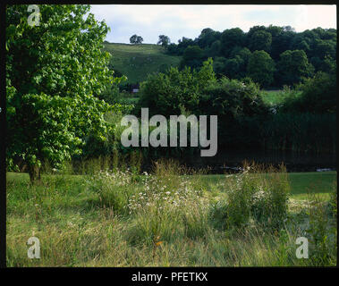 Field or meadow with long, wild grass and a tree Stockfoto