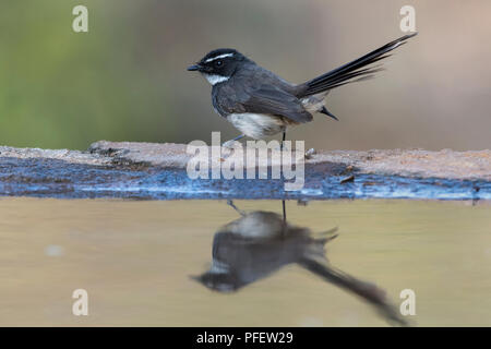 Das Bild der White-throated Fantail (Rhipidura albicollis) wurde im Stadtrand von Bangaluru, Karnataka, Indien genommen Stockfoto