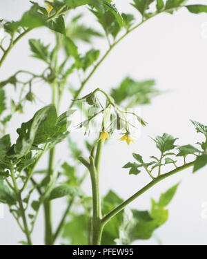 Solanum Lycopersicum, grüne Tomaten Knospen und stacheligen gelben Blumen auf tomatenpflanze stammt, in der Nähe Stockfoto