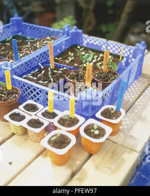 Setzlinge gepflanzt in Blumentöpfe und wiederverwendbare Behälter Stockfoto