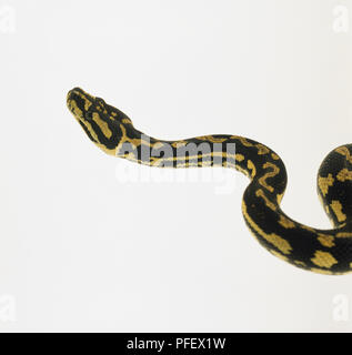 Leiter des Teppichpython (Morelia spilota), Seitenansicht Stockfoto