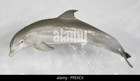Großer Tümmler (Tursiops truncatus) Sprung durch die Luft, Seitenansicht Stockfoto