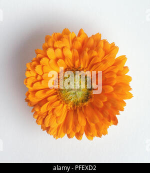 Calendula officinalis, Pot marigold flowerhead, in der Nähe Stockfoto