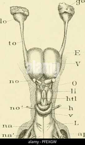 . Denkschriften der Kaiserlichen Akademie, Christian/Mathematisch-Naturwissenschaftliche Classe. Mathematik, Wissenschaft. Abb. 20.la Abb. 16. Abb. 17. vh hh Abb. 21.. Bitte beachten Sie, dass diese Bilder sind von der gescannten Seite Bilder, die digital für die Lesbarkeit verbessert haben mögen - Färbung und Aussehen dieser Abbildungen können nicht perfekt dem Original ähneln. extrahiert. Kaiserl. Akademie, Christian in Wien. Mathematisch-Naturwissenschaftliche Klasse. Wien: Aus der Kaiserlich-Königlichen Hof- und Staatsdruckerei Stockfoto