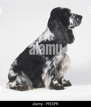 Sitz schwarz und weiß Cocker Spaniel (Canis familiaris), Seitenansicht Stockfoto