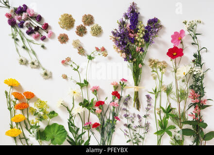 Garten Blumen, Centauria cyanus, Daucus carota, Nigella damascena, Calendula, Alchemilla Mollis, Chrysantheme, Astrantia, Konsolidierung Ambigua, Dianthus sp., Nepeta x faassenii, Cosmos Bipinnatus, Achillea ptarmica, Plygonum campanulatum Stockfoto