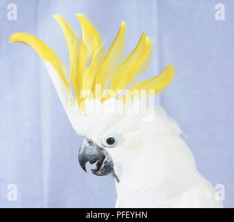 Weniger Schwefel-Crested Cockatoo (Cacatua galerita), die die gelben Crest, Kopf im Profil Stockfoto