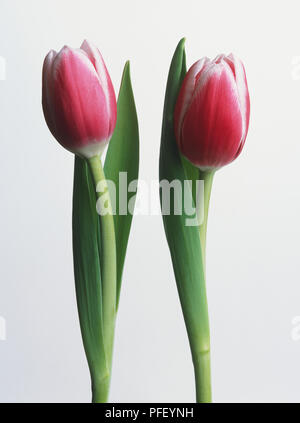 Zwei rote und weiße Tulpen Stockfoto