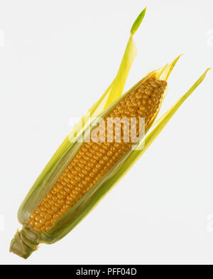 Maiskolben Stockfoto