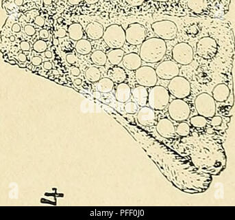 Dieses Expeditionsdokument enthält eine biologische Untersuchung der Death Valley Region, die Teile von Kalifornien, Nevada, Arizona und Utah umfasst. Es umfasst Studien über die Flora und Fauna der Gegend, die Einblicke in die Anpassung der Arten an die raue Wüstenumgebung bieten. Stockfoto