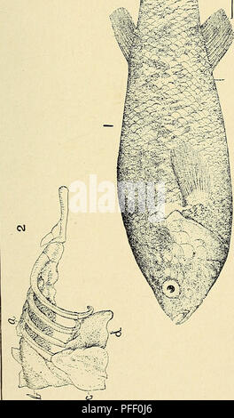 . Das Death Valley Expedition. Eine biologische Untersuchung der Teile von Kalifornien, Nevada, Arizona und Utah. Zoologie; Botanik; Natural History. Â % X-. Bitte beachten Sie, dass diese Bilder sind von der gescannten Seite Bilder, die digital für die Lesbarkeit verbessert haben mögen - Färbung und Aussehen dieser Abbildungen können nicht perfekt dem Original ähneln. extrahiert. Fisher, A.K. (Albert Kenrick), 1856-1948; Stejneger, Leonhard, 1851-1943; Gilbert, Charles Henry, 1859-1928; Riley, Karl V. (Charles Valentine), 1843-1895; Stearns, Robert E.C. (Robert Edwards Carter), 1827-1909; Hart Merriam, C. Stockfoto