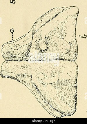 Diese biologische Untersuchung umfasst Teile von Kalifornien, Nevada, Arizona und Utah und konzentriert sich auf die Zoologie, Botanik und Naturgeschichte der Region. Die Expedition, die von namhaften Naturforschern geleitet wird, bietet wertvolle Einblicke in die vielfältigen Ökosysteme und Arten, die in den rauen Bedingungen des Death Valley und der Umgebung zu finden sind. Stockfoto