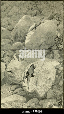 . Das Death Valley Expedition. Eine biologische Untersuchung der Teile von Kalifornien, Nevada, Arizona und Utah. Zoologie; Botanik; Natural History. Nordamerikanische Fauna, Nr. 7. Platte IV. Die Chuck-Walla (Sauromalus ater). Argus, Kalifornien. Bitte beachten Sie, dass diese Bilder sind von der gescannten Seite Bilder, die digital für die Lesbarkeit verbessert haben mögen - Färbung und Aussehen dieser Abbildungen können nicht perfekt dem Original ähneln. extrahiert. Fisher, A.K. (Albert Kenrick), 1856-1948; Stejneger, Leonhard, 1851-1943; Gilbert, Charles Henry, 1859-1928; Riley, Karl V. (Charles Valen Stockfoto