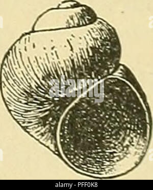 Diese biologische Untersuchung konzentriert sich auf die Weichtiere, die während einer Expedition in der Death Valley Region gefunden wurden, und hebt verschiedene Süßwasserschneckenarten und ihre Klassifizierung hervor. Stockfoto