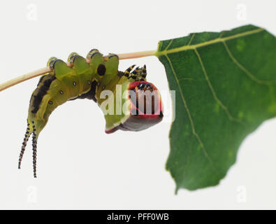 Puss Moth Caterpillar, Cerura vinula, auf Zweig. Stockfoto