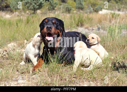 Reinrassige rottweiler Modalitäten in einem Feld und süßen Welpen Labrador Retriever Stockfoto