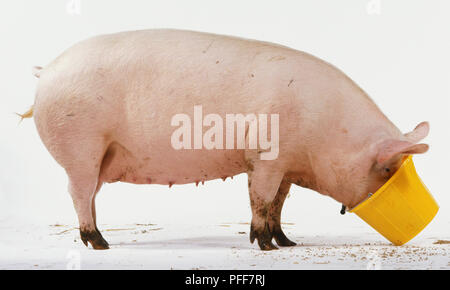 Seitenansicht der einjährigen Schwein mit Kopf in gelben Eimer. Stockfoto